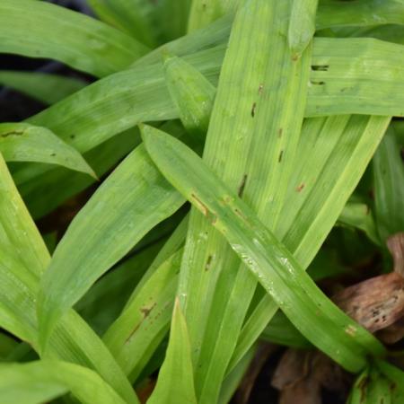 Carex plantaginea