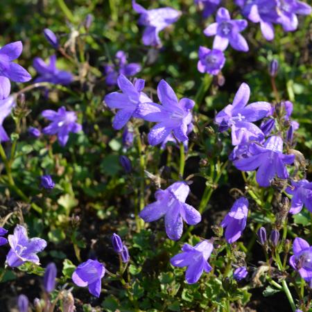 Campanula portenschlagiana