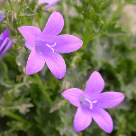 Campanula poscharskyana