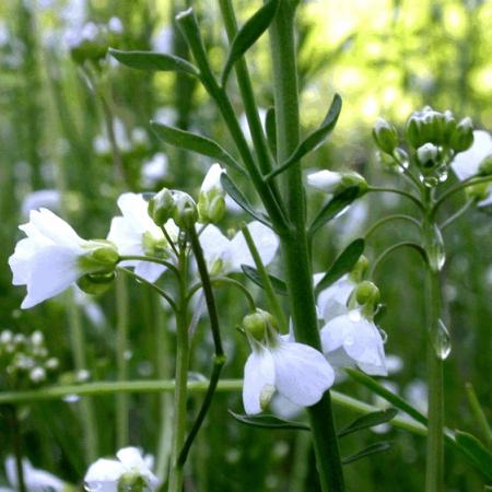 Cardamine pratensis