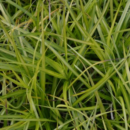 Carex muskingumensis 'Silberstreif'
