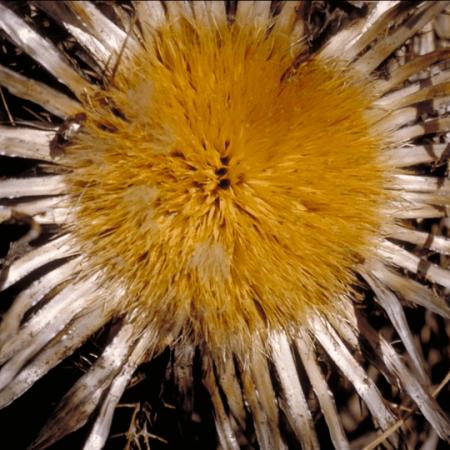 Carlina acaulis ssp. simplex