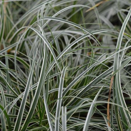 Carex conica 'Snowline'