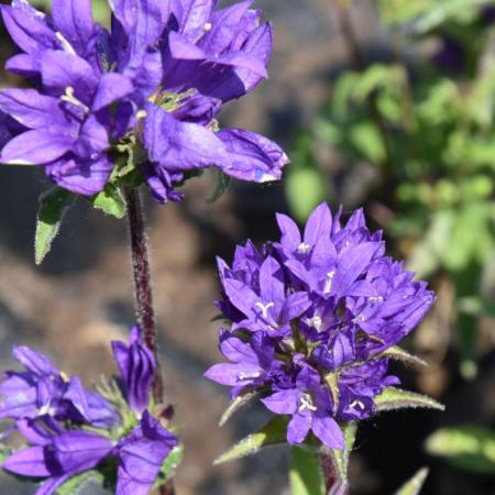 Campanula glomerata 'Superba'