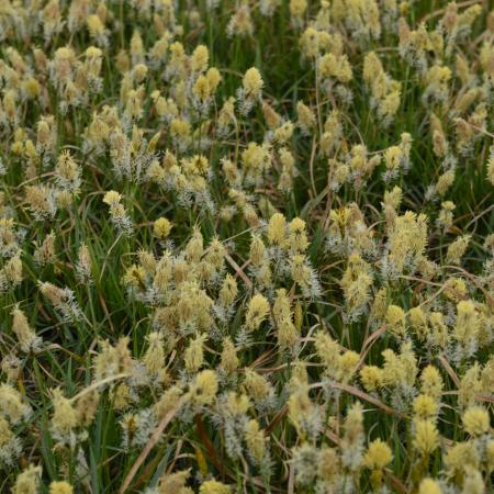 Carex cary 'The Beatles'