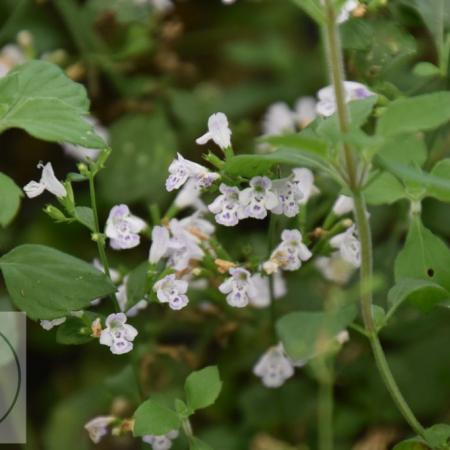 Calamintha nepeta 'Triumphator'