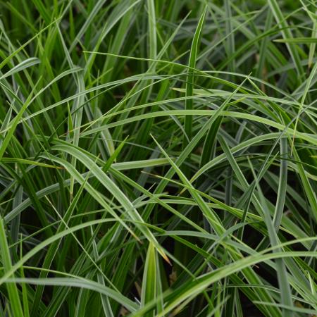 Carex morrowii 'Variegata'