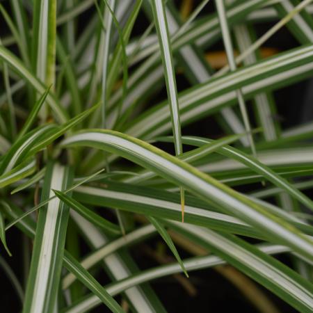 Carex ornithopoda 'Variegata'