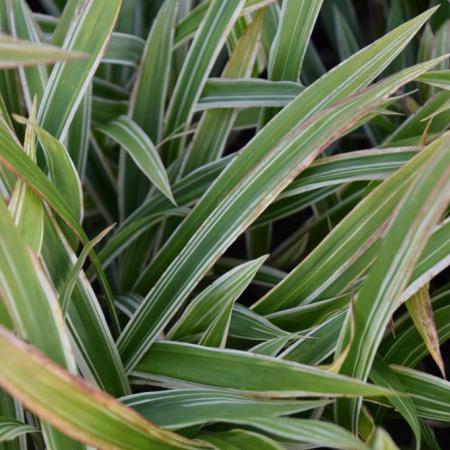 Carex siderosticha 'Variegata'