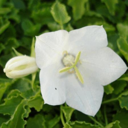 Campanula carpatica 'Weisse Clips'