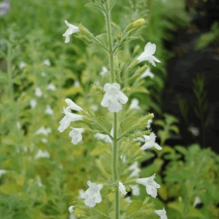 Calamintha nepeta 'White Cloud'