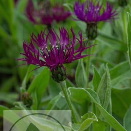 Centaurea montana 'Amethyst Dream'