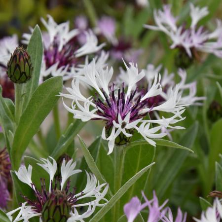 Centaurea montana 'Amethyst in Snow'