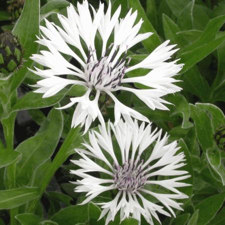 Centaurea montana 'Alba'