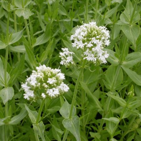 Centranthus ruber 'Albus'