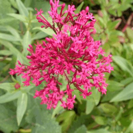 Centranthus ruber 'Coccineus'