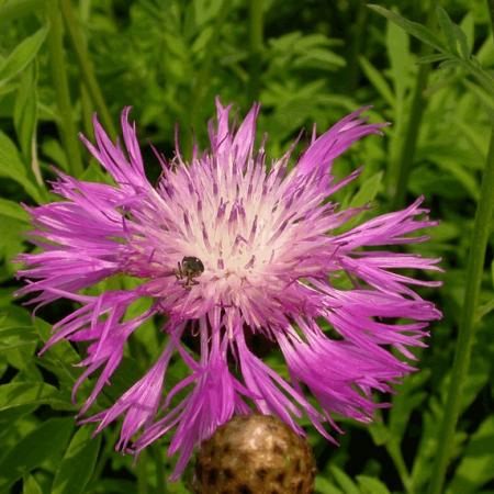 Centaurea dealbata