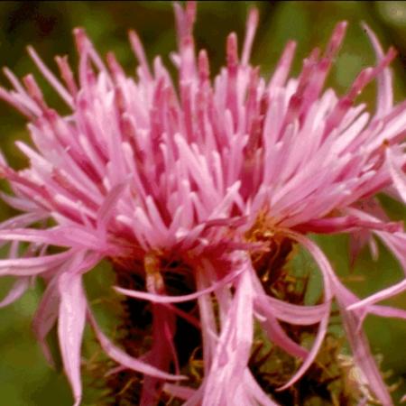 Centaurea jaceae