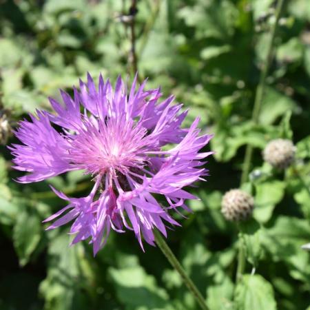 Centaurea hybride 'John Coutts'