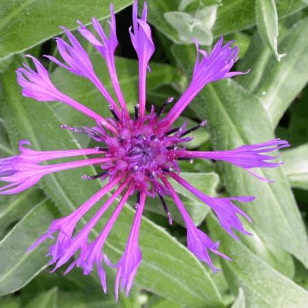 Centaurea montana