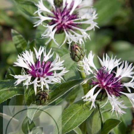 Centaurea montana 'Purple Heart'