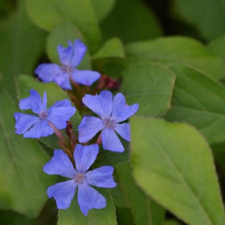 Ceratostigma plumbaginoides