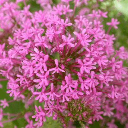 Centranthus ruber 'Rosenrot'