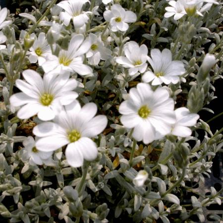 Cerastium tomentosa 'Silberteppich'