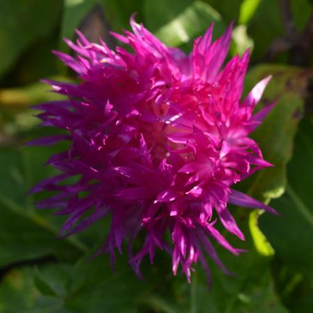 Centaurea dealbata 'Steenbergii'