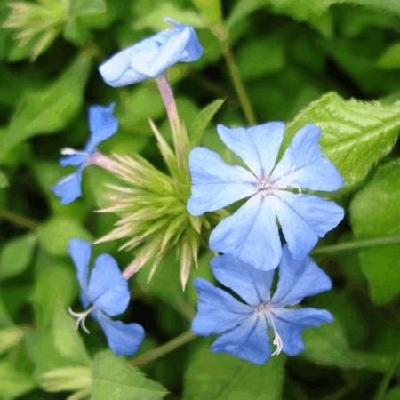 Ceratostigma willmottianum