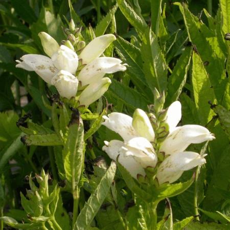 Chelone obliqua 'Alba'