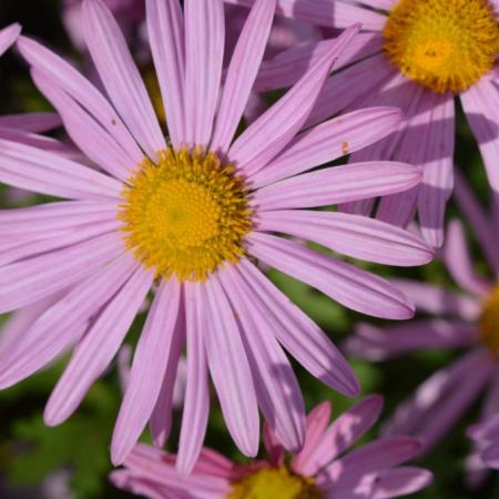 Chrysanthemum rubellum 'Clara Curtis'