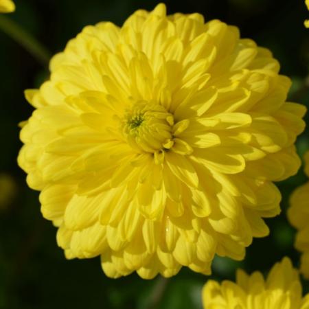 Chrysanthemum 'Citronella'