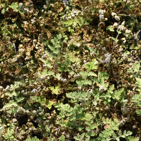 Cheilanthes lanosa