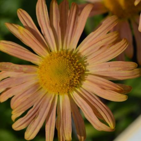 Chrysanthemum rubellum 'Mary Stoker'