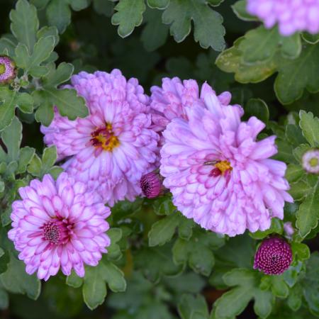 Chrysanthemum indicum 'Rosensilber'