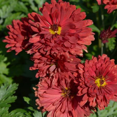 Chrysanthemum indicum 'Red Velvet'