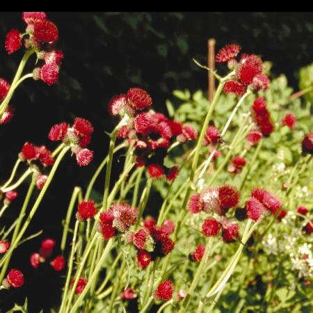 Cirsium rivulare 'Atropurpurum'