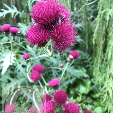 Cirsium rivulare 'Trevors Blue Wonder'