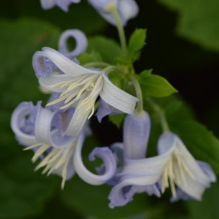 Clematis heracleifolia 'Cote D'Azur'