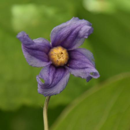 Clematis integrifolia