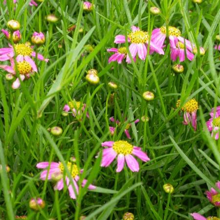 Coreopsis rosea 'American Dream'