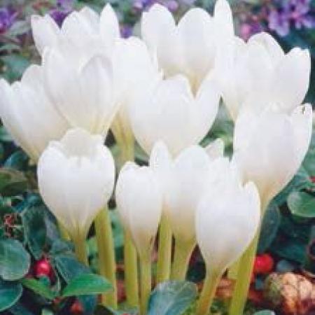 Colchicum autumnale 'Album'