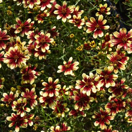 Coreopsis verticillata 'Bengal Tiger'