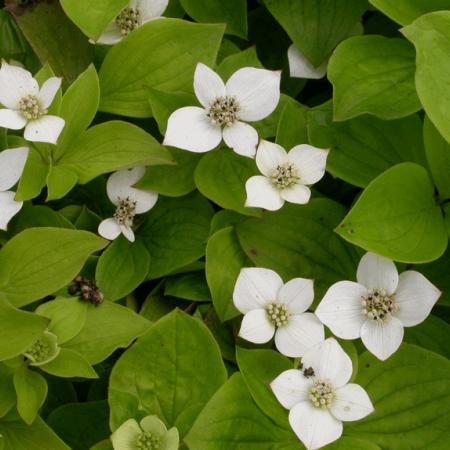 Cornus canadensis