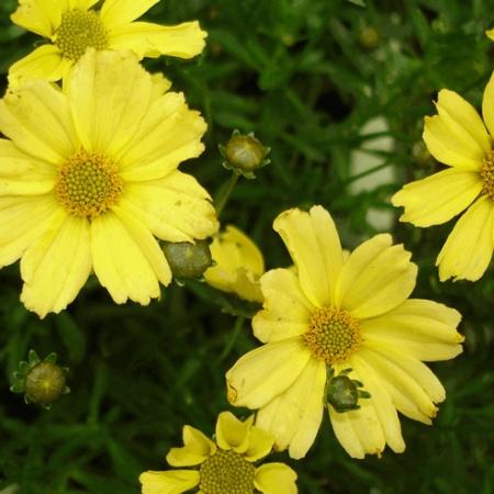 Coreopsis hybride 'Creme Brulée'