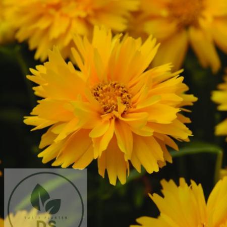 Coreopsis grand. 'Double The Sun'