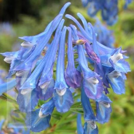 Corydalis elata