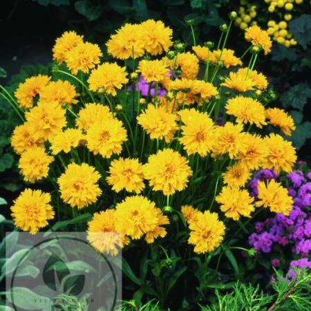 Coreopsis grandiflora 'Early Sunrise'