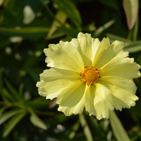 Coreopsis hybride 'Full Moon'